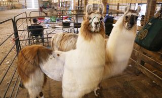 Double llama trouble