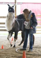 Llama Obstacle course