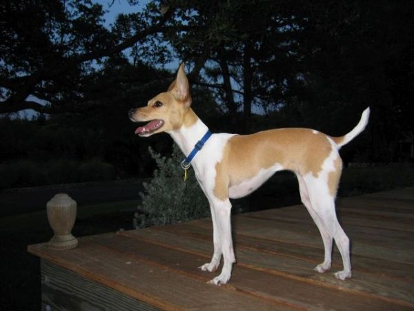 At the time we had a very spoiled Toy Fox Terrier named Rockette.