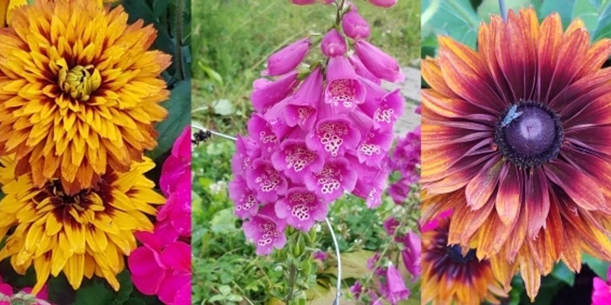 Close-up of vibrant yellow, purple, and orange flowers.