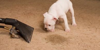 Odor removal in Oxford, Georgia
Pet odor removal in Oxford, Georgia