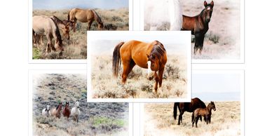 Wild Horse Spirit Animals Collection