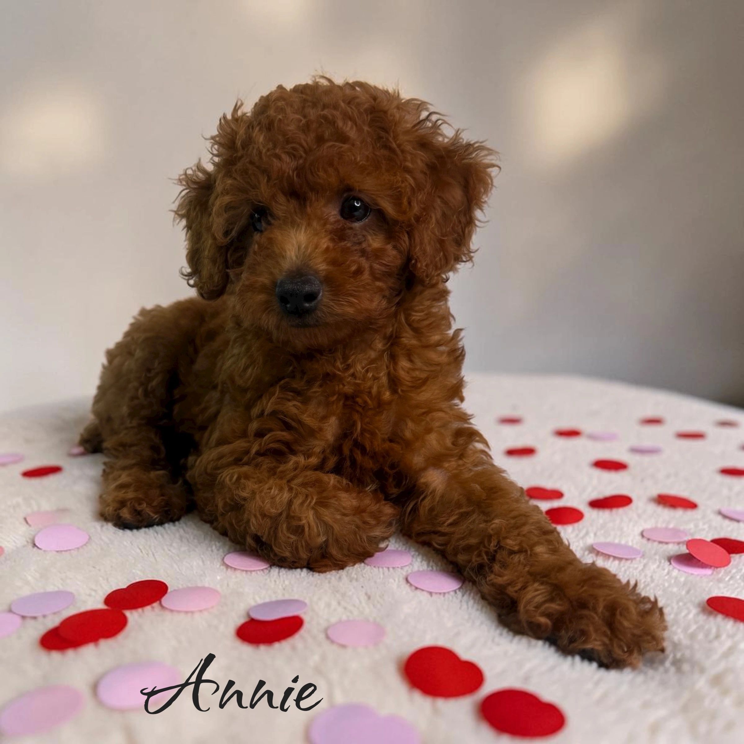 Curly brown puppy named Annie lying on a white blanket with heart decorations.