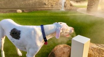 Misting systems for dogs.