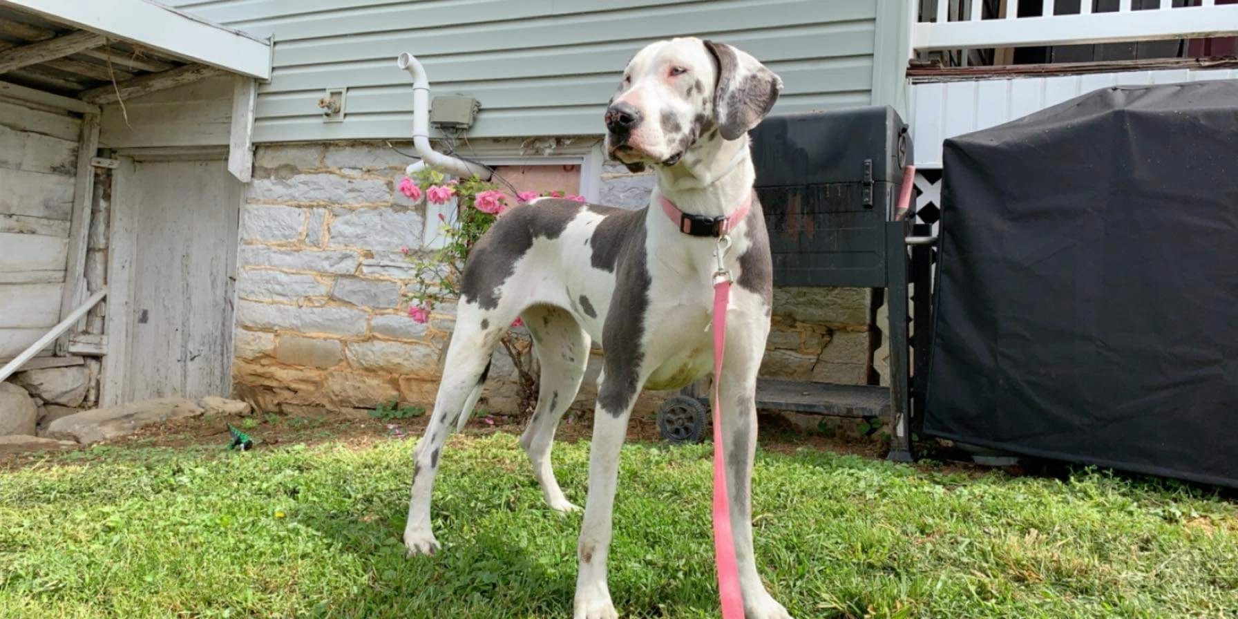 Shop Great Danes of Flat Rock