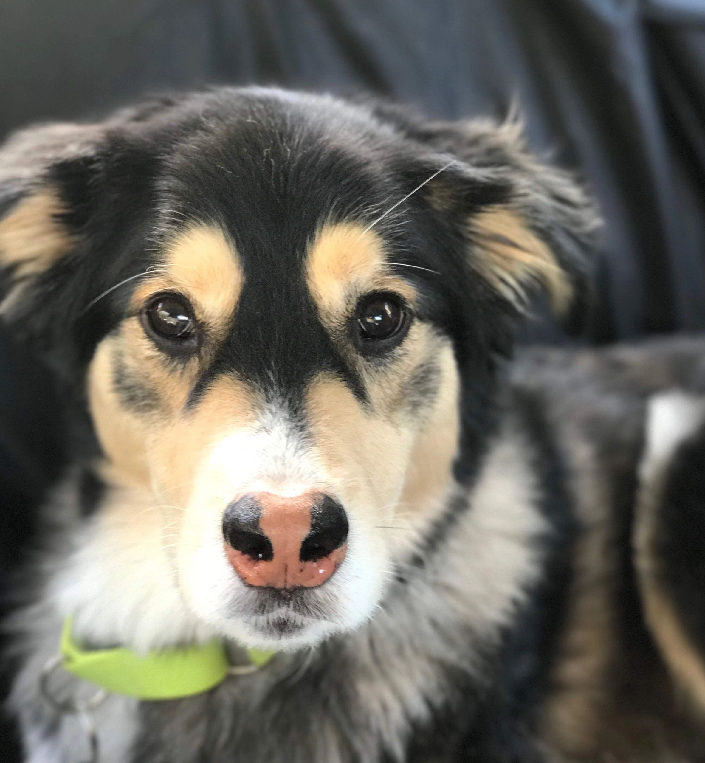 All Paws Pet Care Services Pet Care Services, Dog Walking