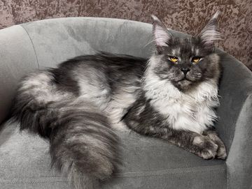 A majestic gray Maine Coon cat lounging on a gray velvet chair.