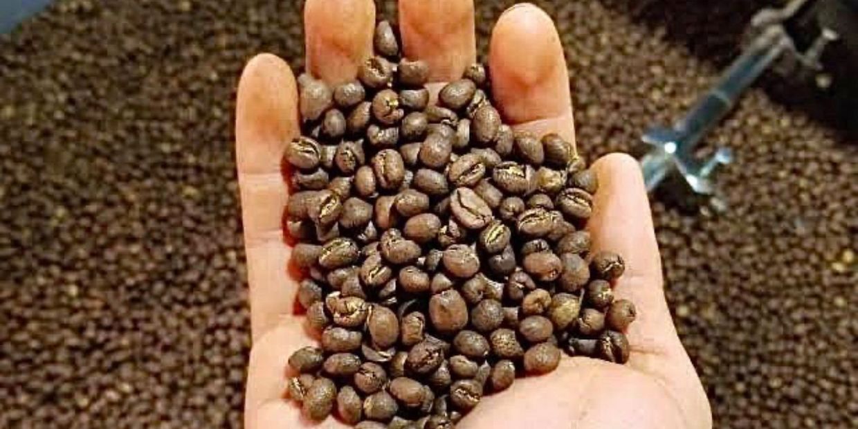 Café caracolillo recién tostado