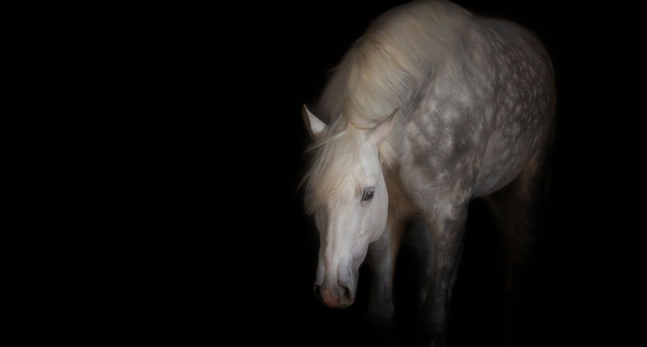 It's like he's emerging from my dreams. Available on canvas or print 24 x 36 $200