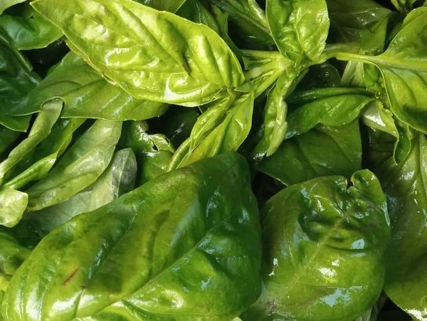 Fresh Bunch of basil