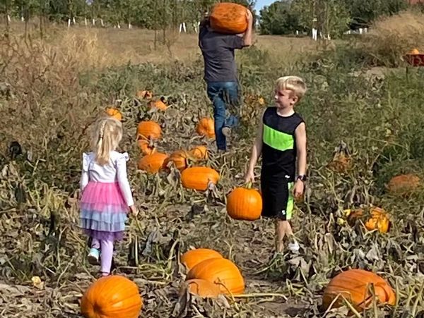 Children picking pumpkins