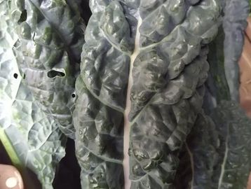 A pile of dark kale.