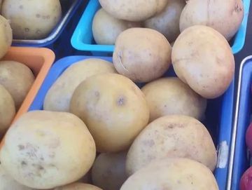 Yukon potatoes in a blue crate.
