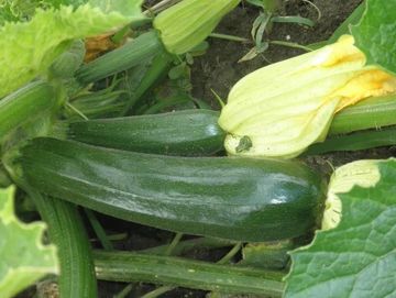 Zucchini with a yellow flower.