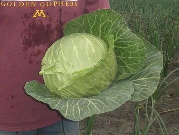 A single large cabbage.