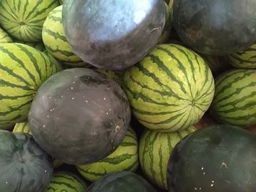 A pile of small watermelons.