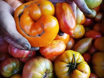 Hands holding a large heirloom tomato.
