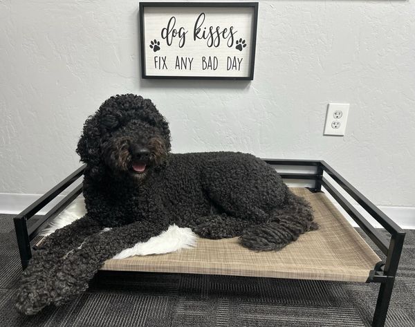LuLu, Certified Animal-Assisted Counseling Therapy Dog in Amarillo, Texas