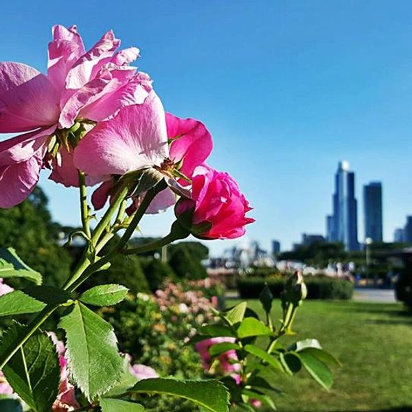 Depression Therapist in Chicago