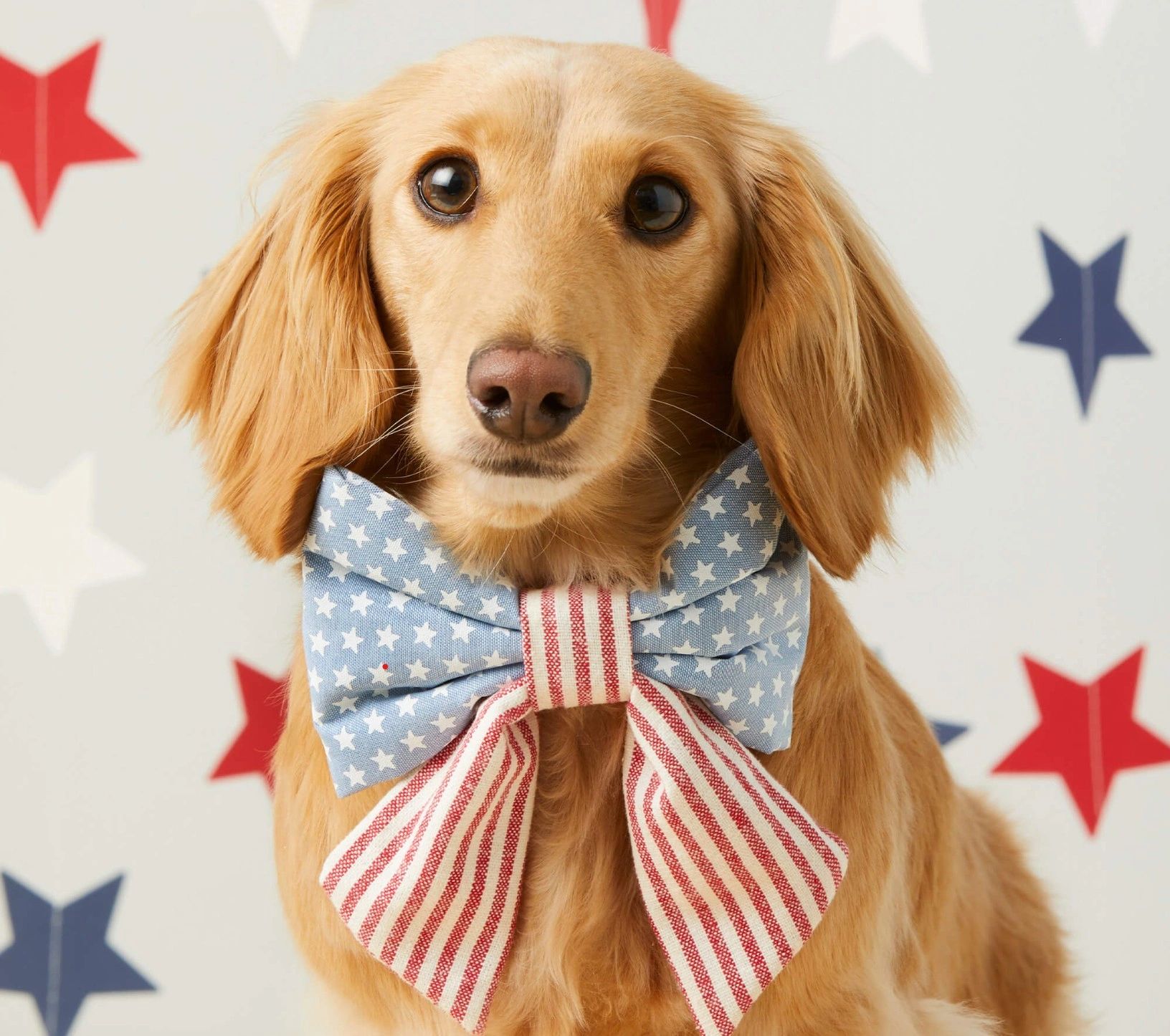Furrever Friends Pet Boutique & Grooming Salon - service preview