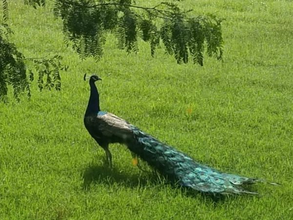 Peacock standing on green grass.