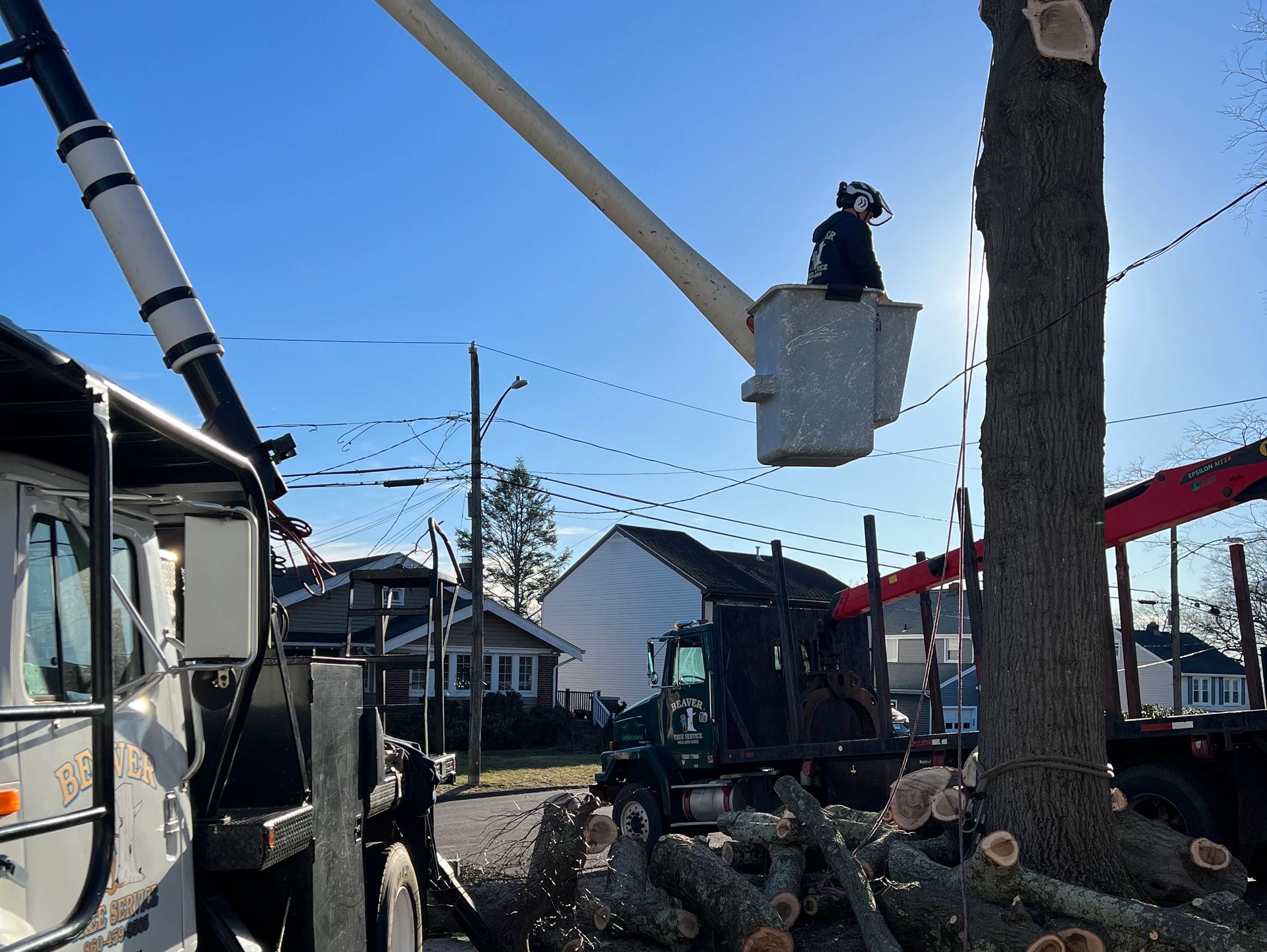 Beaver Tree Service, Fairfield Connecticut CT. Tree Pruning, Tree Removal, Tree Health Care