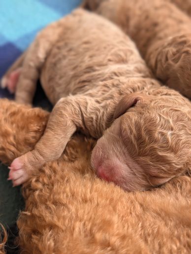 Newborn curly-haired puppy sleeping peacefully.
