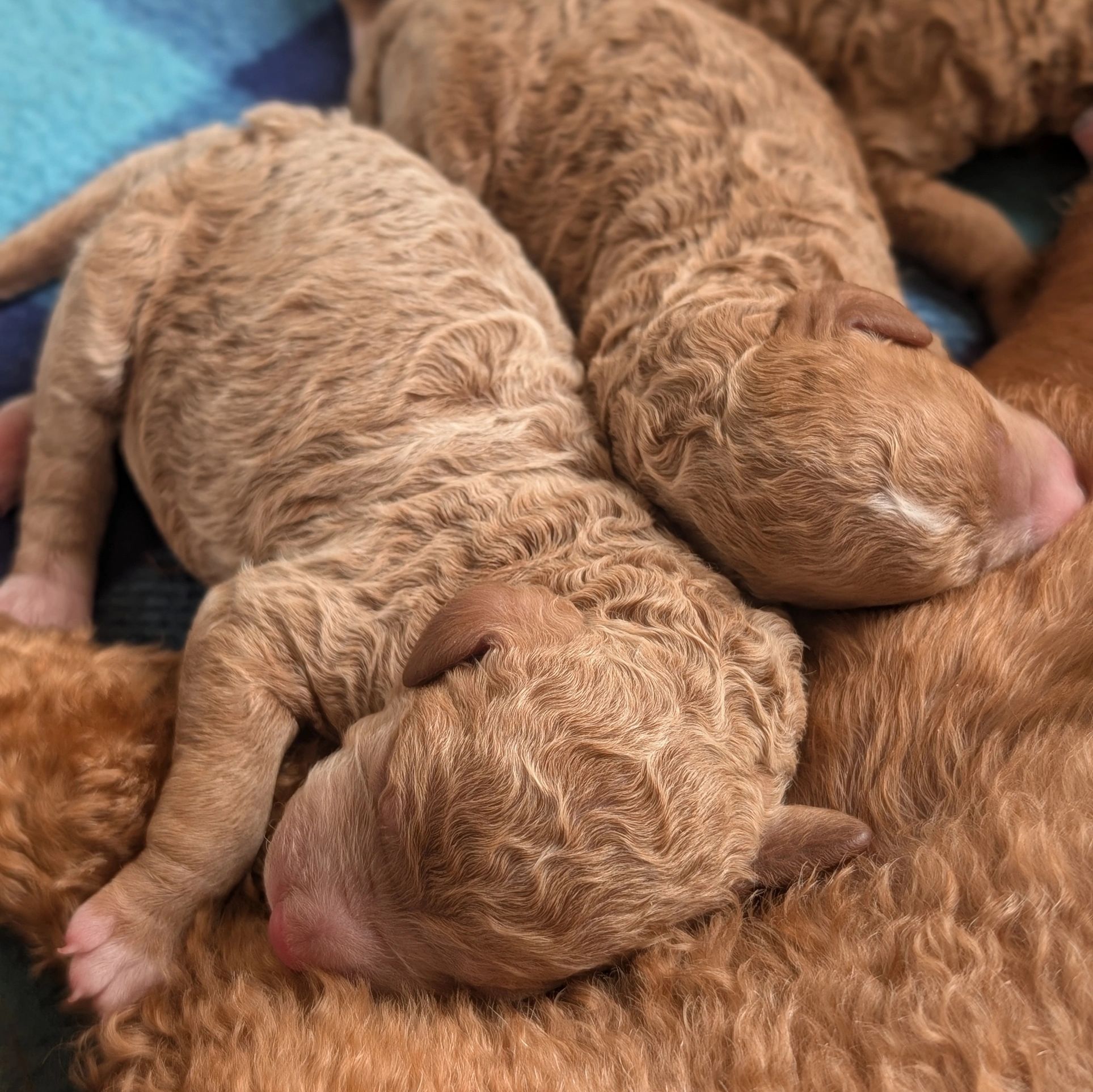 Newborn curly-haired puppies sleeping closely together.