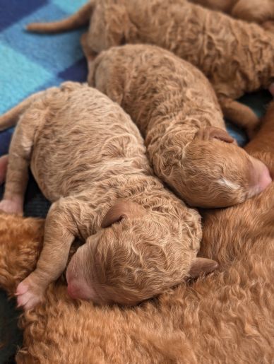 Newborn curly-haired puppies sleeping closely together.