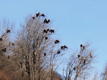 Flock of Bald Eagles in Kodiak Alaska.