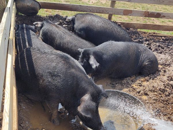 Group of adult American Mulefoot Hogs in a muddy pen, getting hosed off with water on a hot summer d