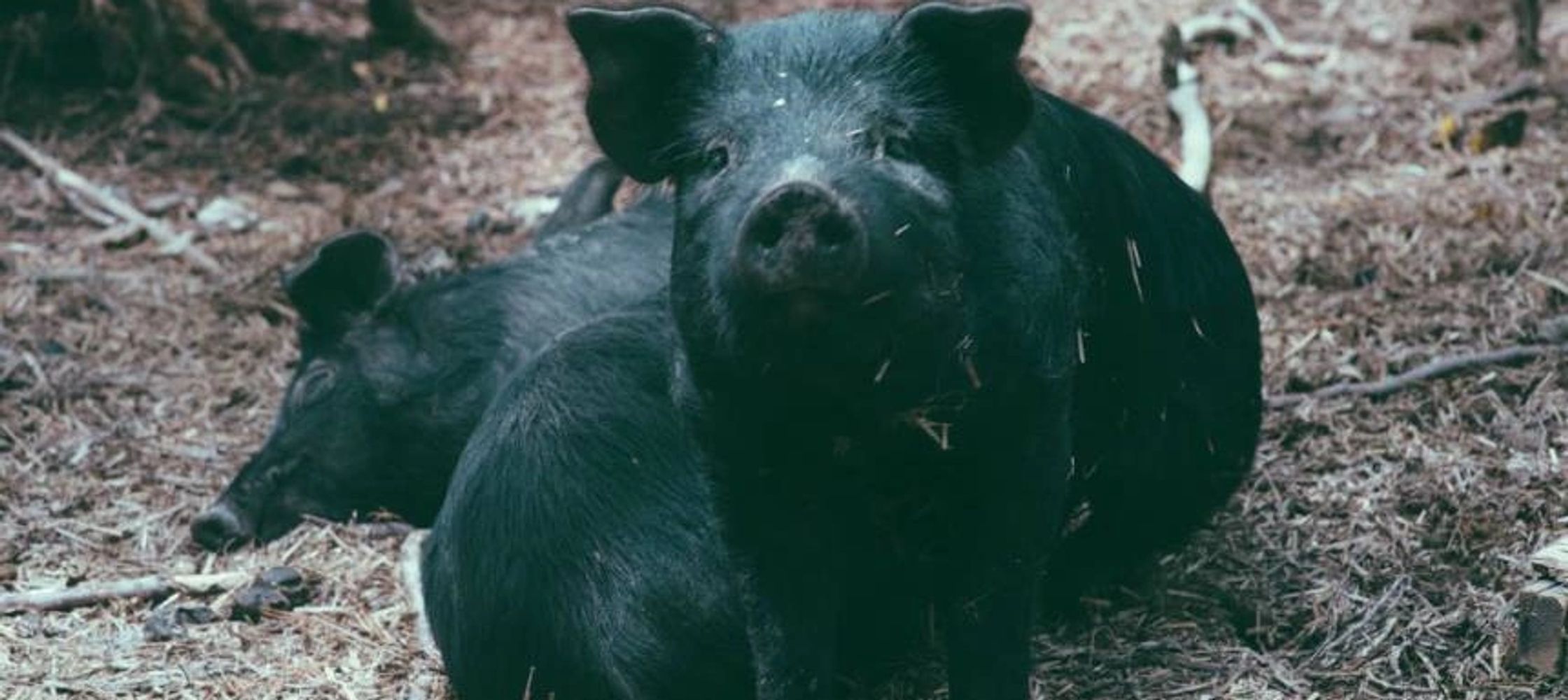 young Mulefoot pigs