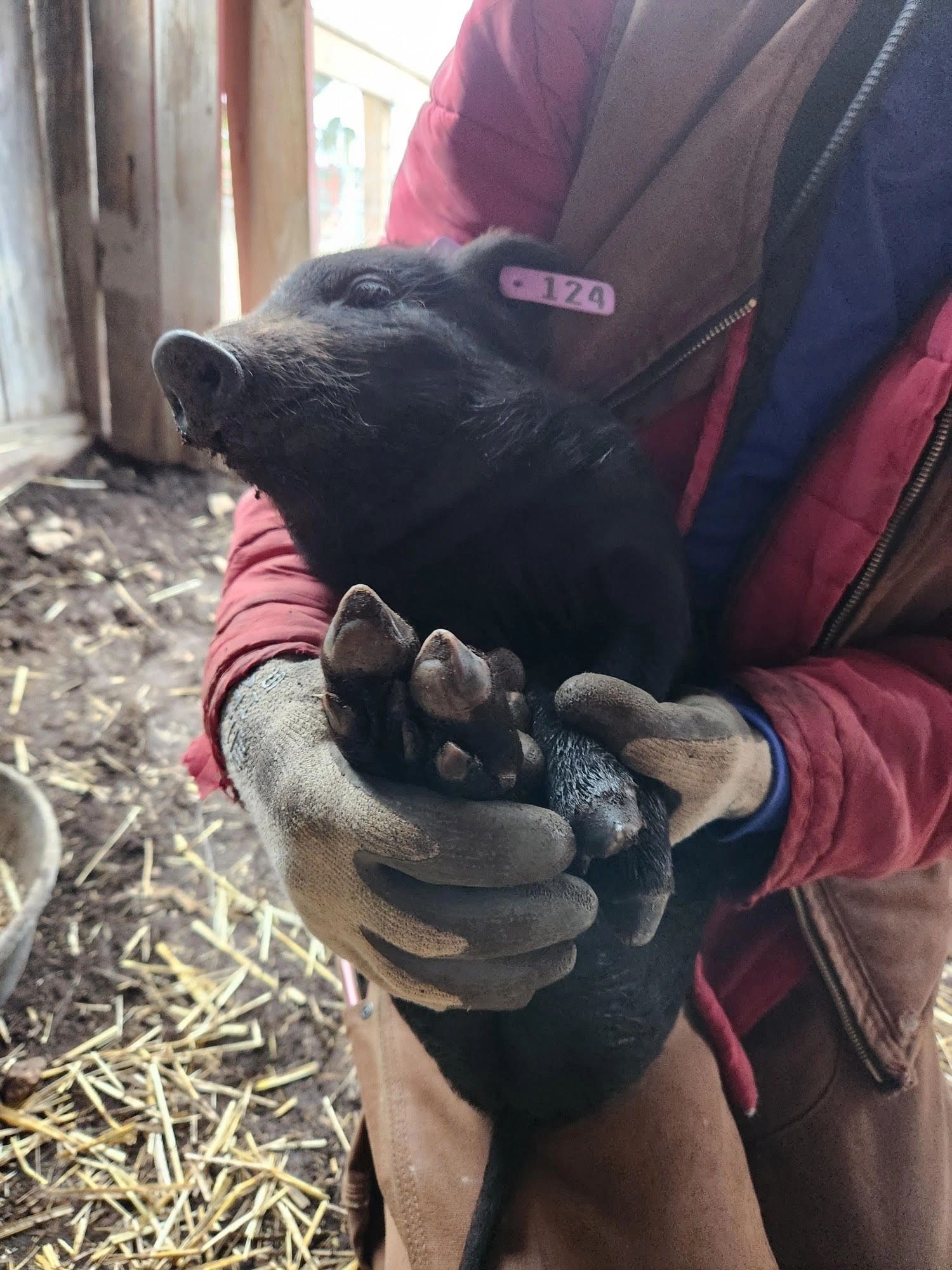 Black piglet being held with snout up and all four Mulefooted (syndactyl) feet showing.
