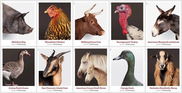 United States Postal Service's (USPS) Heritage Breeds Commemorative Forever Stamps.