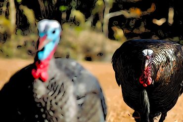Turkey stalking decoy