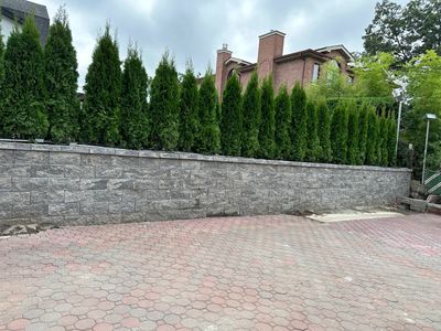 Tall green trees lined behind a stone retaining wall in a residential area.
