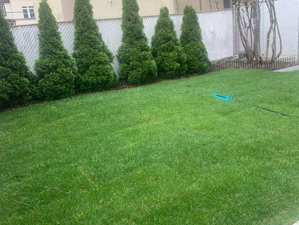 Sod installation and backyard design