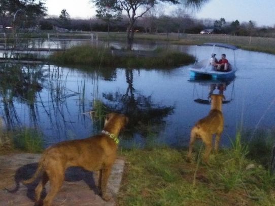 Two dogs watch people in a paddle boat on a lake.