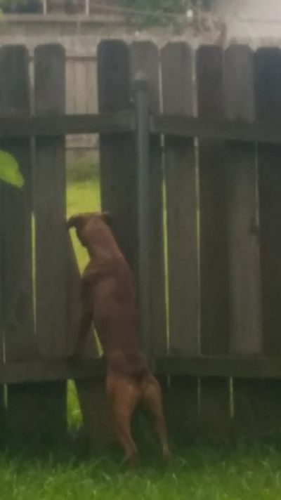 "Excuse me, Mister.  Could you take me to The Canine Castle?"