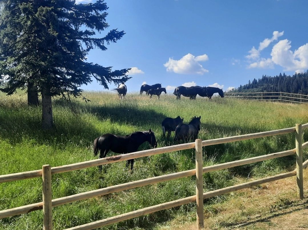 Expert fence builders craft weather-resistant rural fencing tailored to Southern Alberta’s