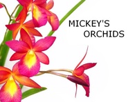 Mickey's Orchids
