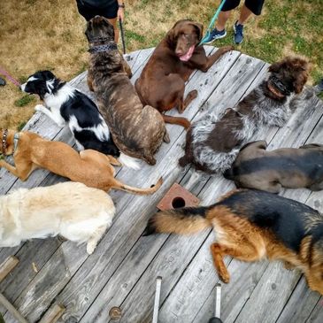 Dog training group classes