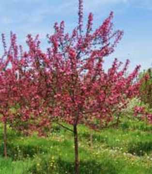 Crabapple – Prariefire
“Malus x sp. Prairiefire “
The Prairiefire Crabapple tree is a great choice f