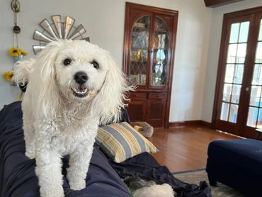 Professional Pet Boarding