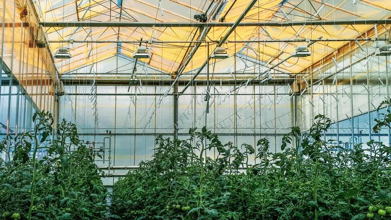Image shows UbiGro installed in a glass greenhouse.