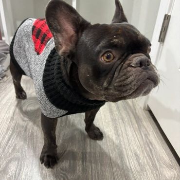 French bull dog with sweater at door