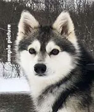 Alaskan Klee Kai