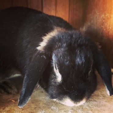 A black bun.