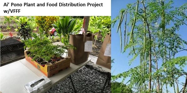 Moringa tree distribution with growing instructions and nutritional information.