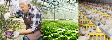 Agriculture Industry